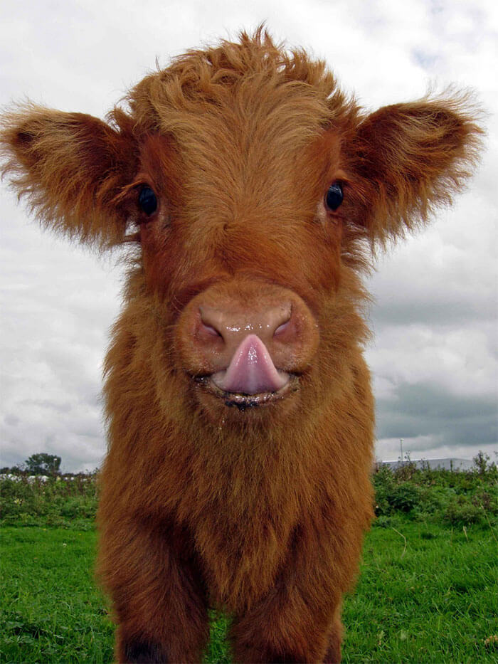 inspiringlife.pt - 17 bezerros de vacas escocesas que vão animar o teu dia