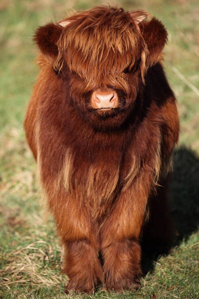 inspiringlife.pt - 17 bezerros de vacas escocesas que vão animar o teu dia