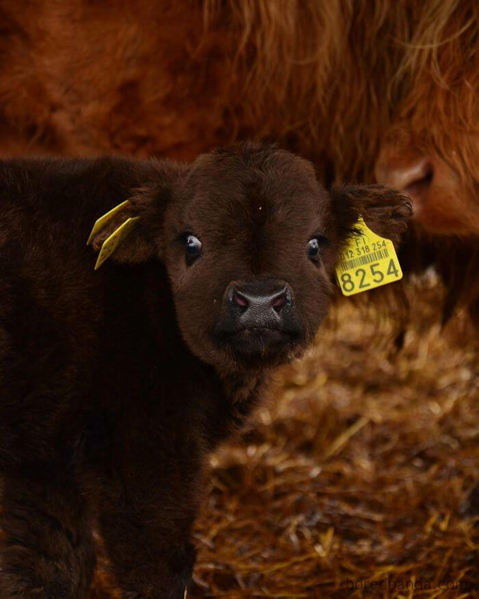 inspiringlife.pt - 17 bezerros de vacas escocesas que vão animar o teu dia