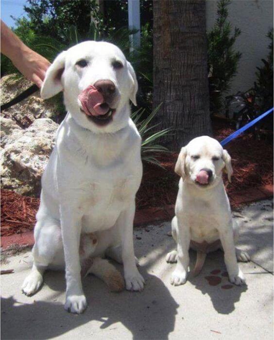 inspiringlife.pt - 24 cachorrinhos que são o "focinho chapado" dos seus pais