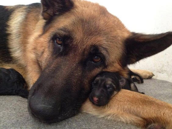 inspiringlife.pt - 24 cachorrinhos que são o "focinho chapado" dos seus pais