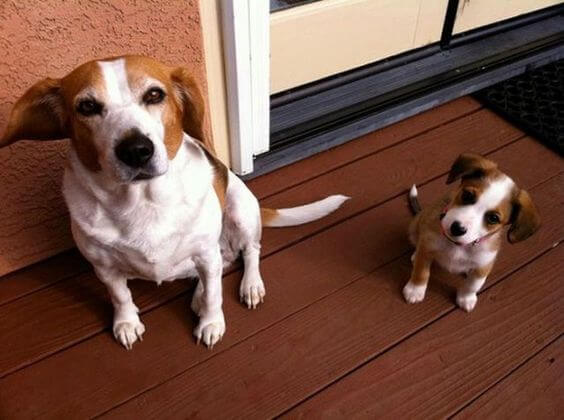 inspiringlife.pt - 24 cachorrinhos que são o "focinho chapado" dos seus pais