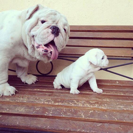 inspiringlife.pt - 24 cachorrinhos que são o "focinho chapado" dos seus pais