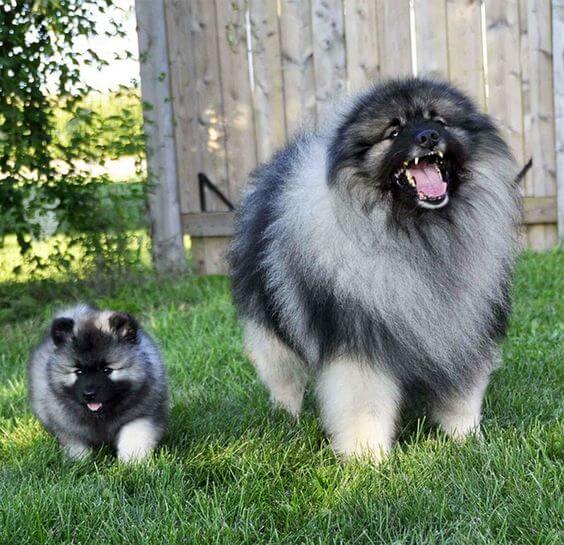 inspiringlife.pt - 24 cachorrinhos que são o "focinho chapado" dos seus pais