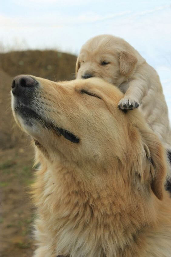 inspiringlife.pt - 24 cachorrinhos que são o "focinho chapado" dos seus pais