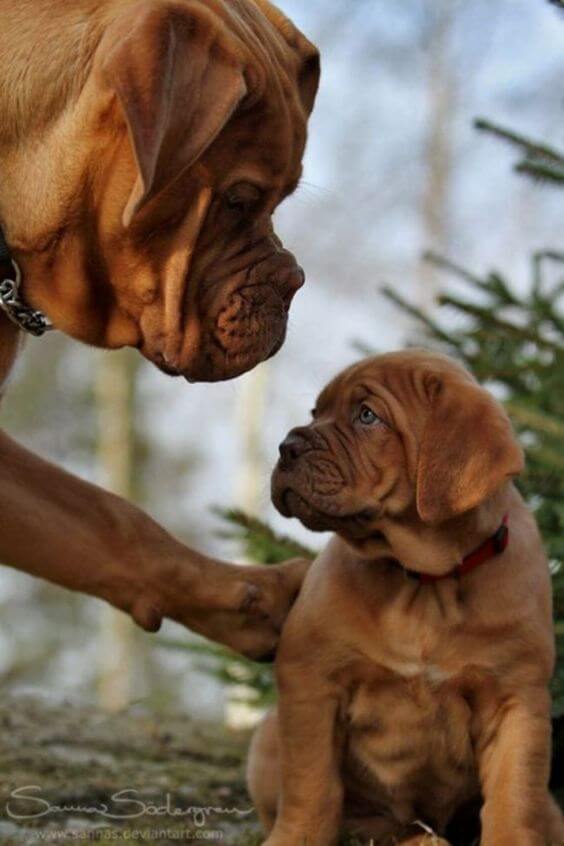 inspiringlife.pt - 24 cachorrinhos que são o "focinho chapado" dos seus pais