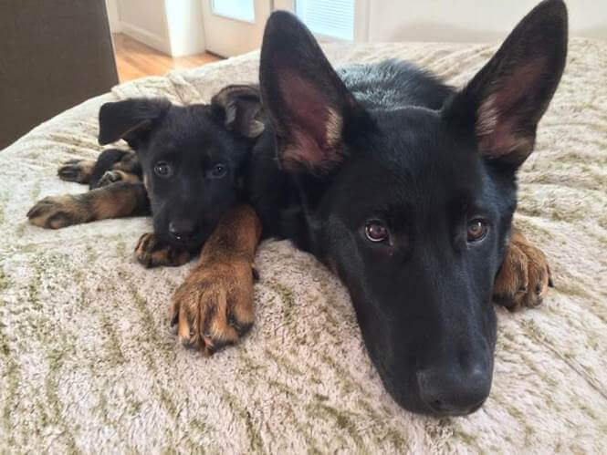 inspiringlife.pt - 24 cachorrinhos que são o "focinho chapado" dos seus pais