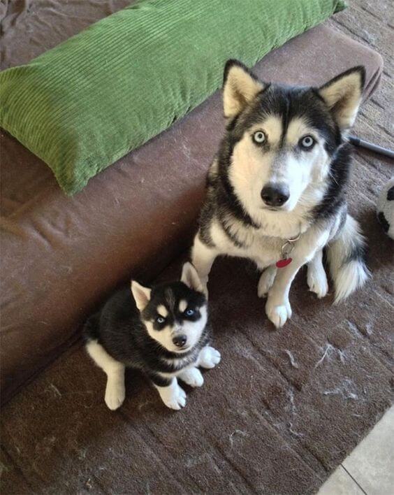 inspiringlife.pt - 24 cachorrinhos que são o "focinho chapado" dos seus pais