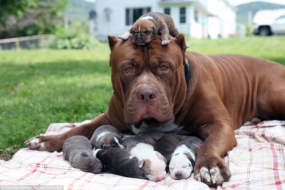 inspiringlife.pt - 24 cachorrinhos que são o "focinho chapado" dos seus pais