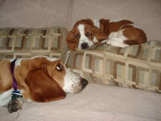 inspiringlife.pt - 24 cachorrinhos que são o "focinho chapado" dos seus pais