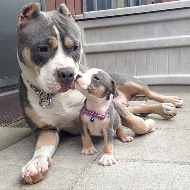 inspiringlife.pt - 24 cachorrinhos que são o "focinho chapado" dos seus pais