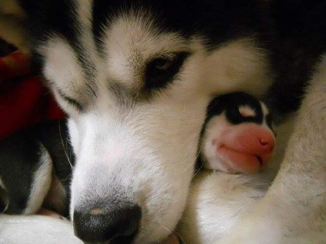 inspiringlife.pt - 24 cachorrinhos que são o "focinho chapado" dos seus pais