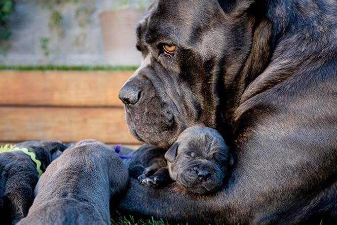 inspiringlife.pt - 24 cachorrinhos que são o "focinho chapado" dos seus pais