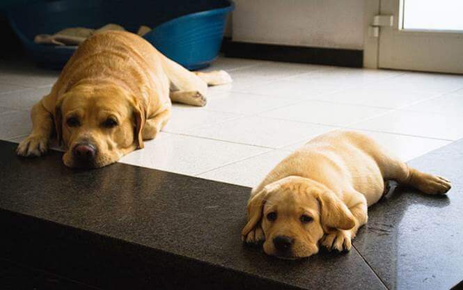 inspiringlife.pt - 24 cachorrinhos que são o "focinho chapado" dos seus pais