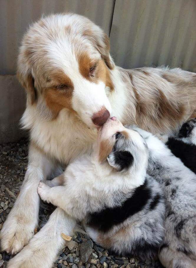 inspiringlife.pt - 24 cachorrinhos que são o "focinho chapado" dos seus pais