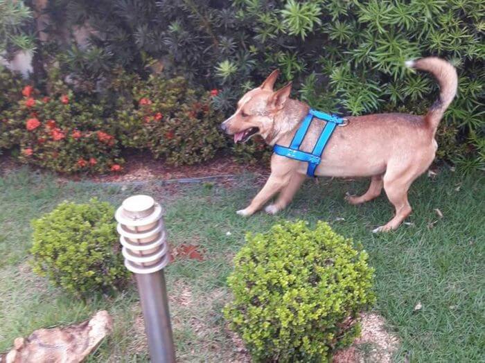 inspiringlife.pt - Cachorro abandonado invade casamento e adormece em cima do véu da noiva