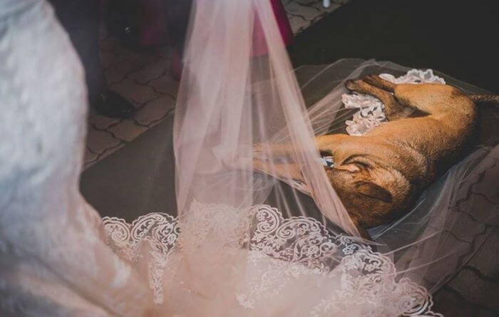 inspiringlife.pt - Cachorro abandonado invade casamento e adormece em cima do véu da noiva