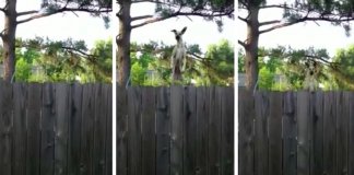 Cachorro descobre um trampolim e surpreende o vizinho da forma mais hilariante de sempre