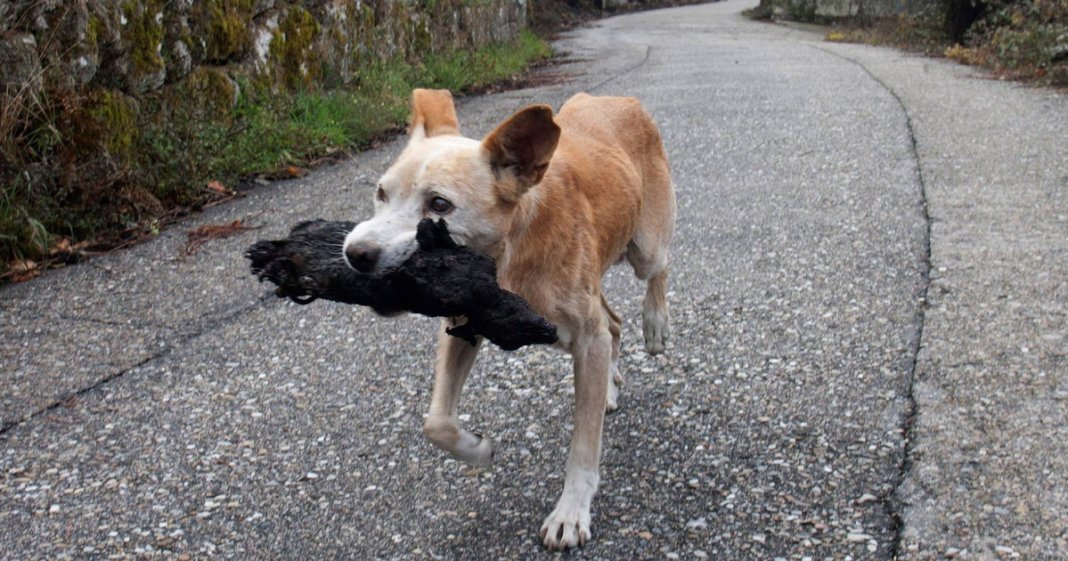 Cadela a carregar cria carbonizada após incêndio em Espanha comove o Mundo