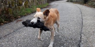 Cadela a carregar cria carbonizada após incêndio em Espanha comove o Mundo