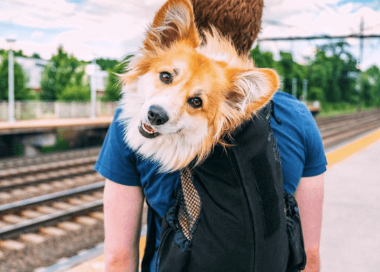 inspiringlife.pt - Cadelinha transportada em mochila pelo dono derrete corações por onde passa