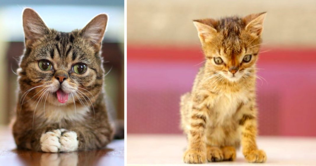 Gatinhos com Síndrome de Down que vão tornar o teu dia muito mais feliz