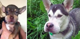 12 cachorros que aprenderam da pior forma a não se meterem com abelhas