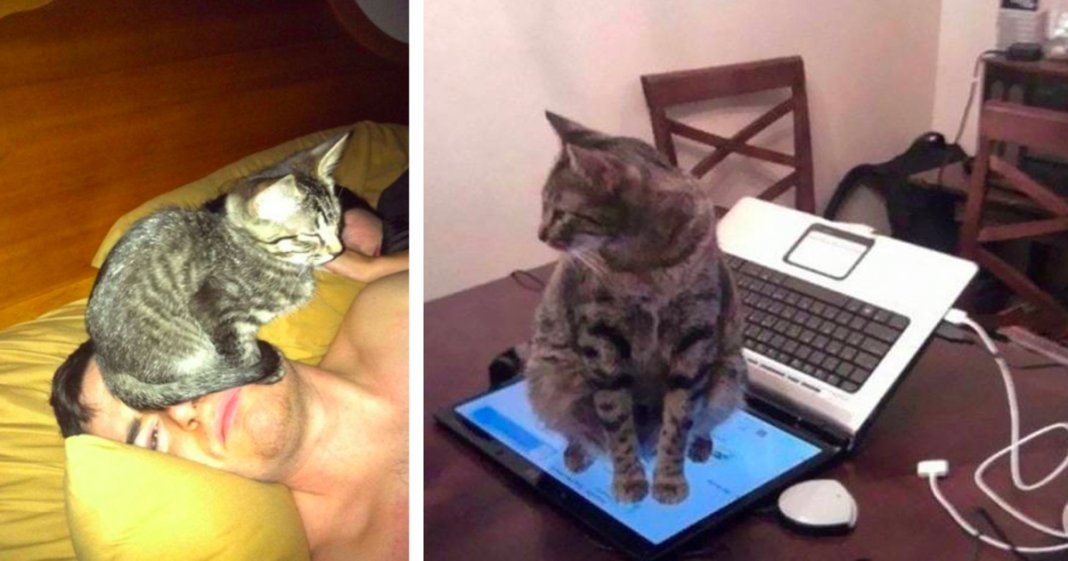 20 fotos que provam que a lógica dos gatos é completamente diferente da dos humanos
