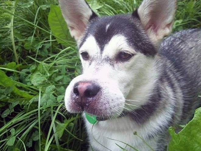 inspiringlife.pt - 12 cachorros que aprenderam da pior forma a não se meterem com abelhas