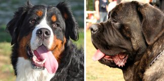 25 raças de cachorros mais maciços que te vão esmagar de fofura