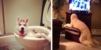 27 fotografias hilariantes de cachorros apanhados a fazer as coisas mais estranhas de sempre