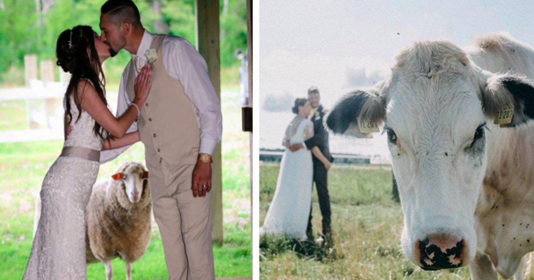 28 fotos de casamento “invadidas” por emplastros hilariantes