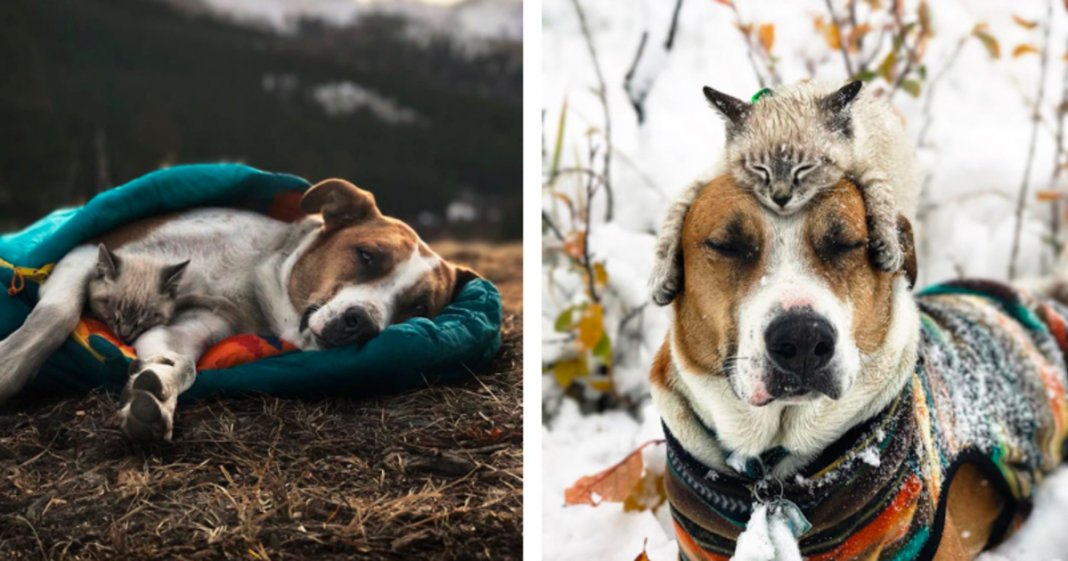 Cachorro e gato adoram viajar juntos e as suas fotografias conquistaram a Internet