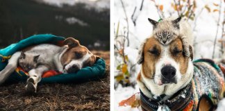 Cachorro e gato adoram viajar juntos e as suas fotografias conquistaram a Internet