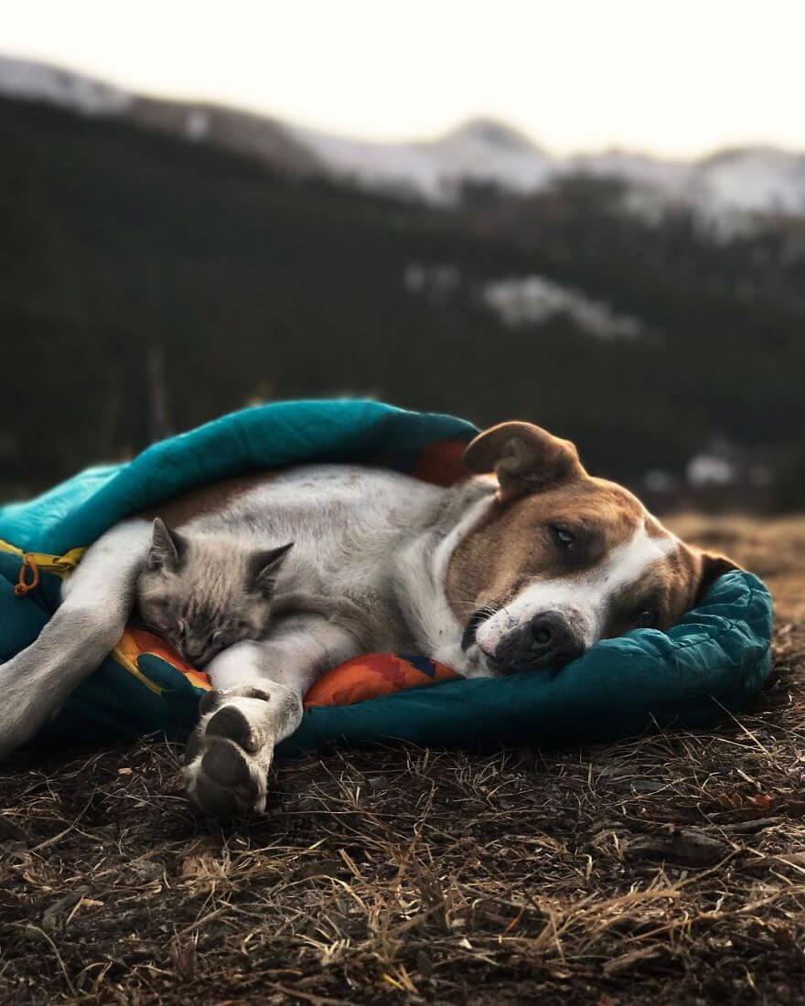 inspiringlife.pt - Cachorro e gato adoram viajar juntos e as suas fotografias conquistaram a Internet