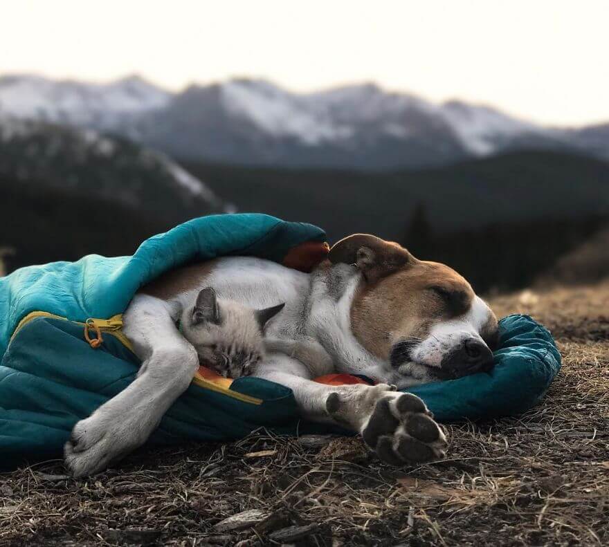 inspiringlife.pt - Cachorro e gato adoram viajar juntos e as suas fotografias conquistaram a Internet