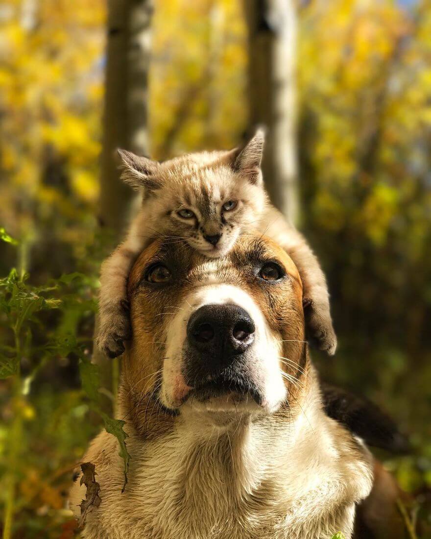 inspiringlife.pt - Cachorro e gato adoram viajar juntos e as suas fotografias conquistaram a Internet