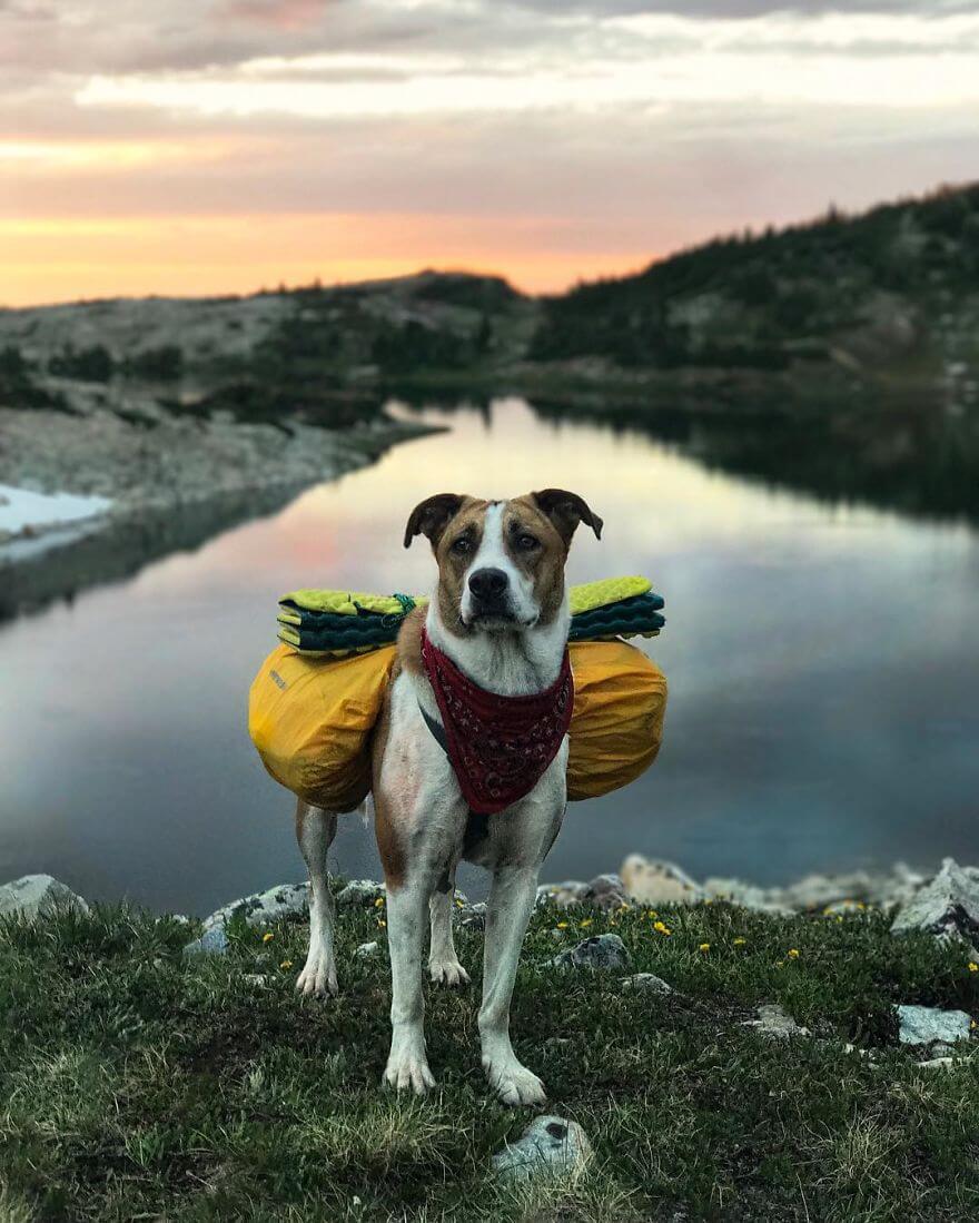 inspiringlife.pt - Cachorro e gato adoram viajar juntos e as suas fotografias conquistaram a Internet