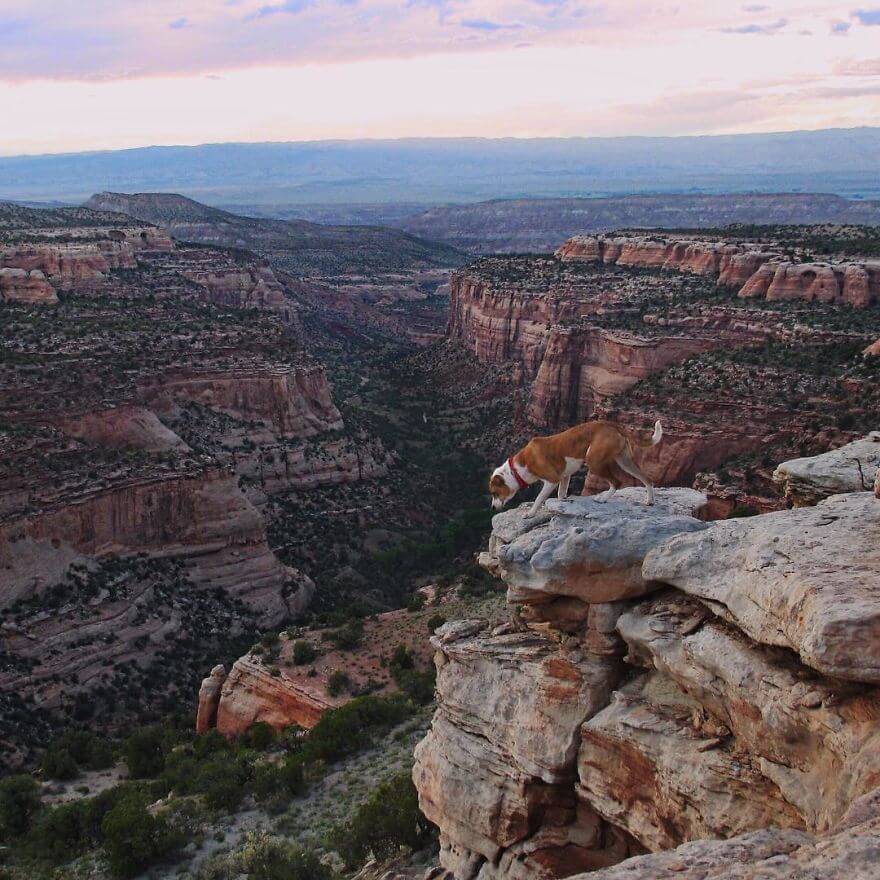 inspiringlife.pt - Cachorro e gato adoram viajar juntos e as suas fotografias conquistaram a Internet