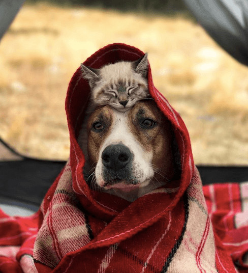 inspiringlife.pt - Cachorro e gato adoram viajar juntos e as suas fotografias conquistaram a Internet