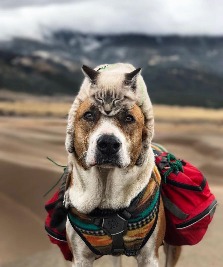 inspiringlife.pt - Cachorro e gato adoram viajar juntos e as suas fotografias conquistaram a Internet