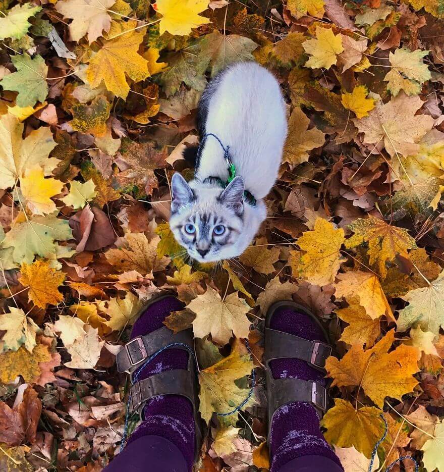 inspiringlife.pt - Cachorro e gato adoram viajar juntos e as suas fotografias conquistaram a Internet