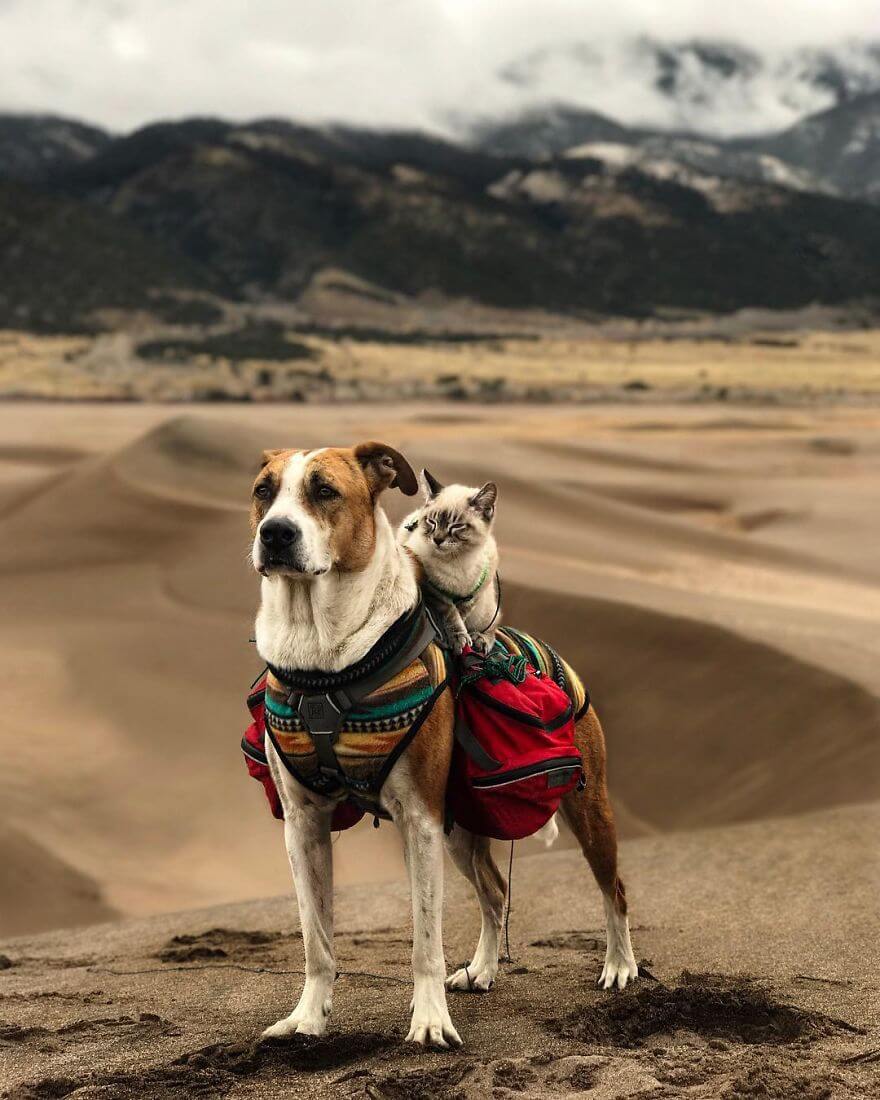 inspiringlife.pt - Cachorro e gato adoram viajar juntos e as suas fotografias conquistaram a Internet