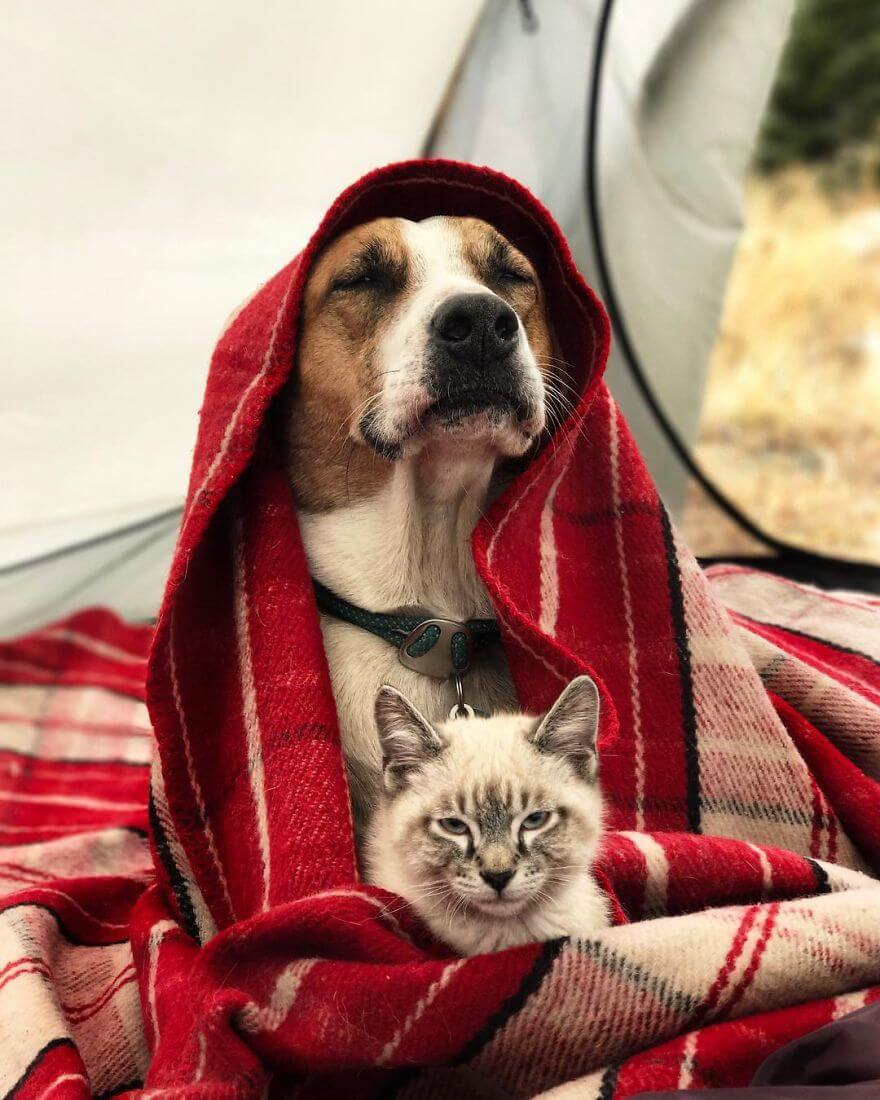 inspiringlife.pt - Cachorro e gato adoram viajar juntos e as suas fotografias conquistaram a Internet