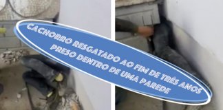 Cachorro preso entre dois prédios durante três anos foi finalmente resgatado