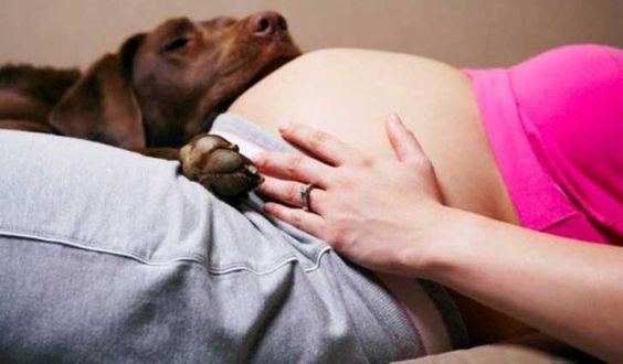 inspiringlife.pt - 20 cachorros que mal podem esperar para conhecer o seu dono bebé