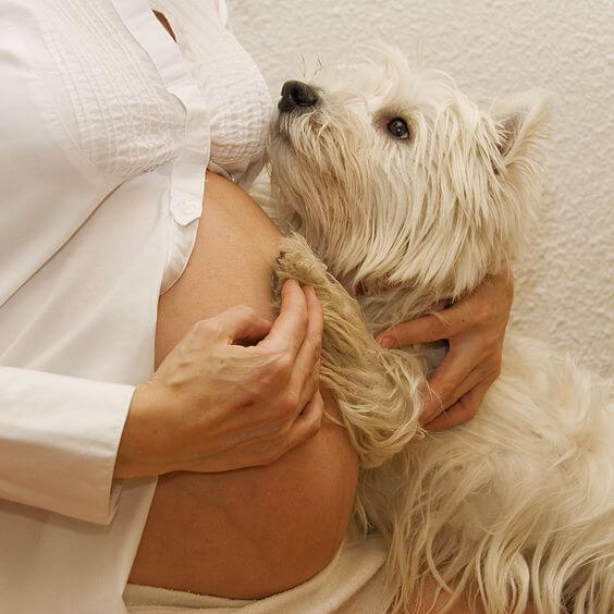 inspiringlife.pt - 20 cachorros que mal podem esperar para conhecer o seu dono bebé