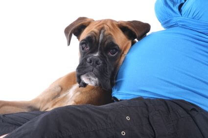 inspiringlife.pt - 20 cachorros que mal podem esperar para conhecer o seu dono bebé