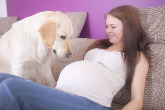 inspiringlife.pt - 20 cachorros que mal podem esperar para conhecer o seu dono bebé