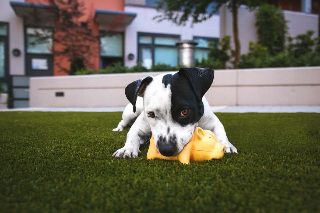 inspiringlife.pt - Estudo prova que os humanos gostam mais de cachorros do que de outras pessoas